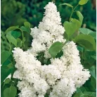 Fehér virágú orgona Syringa vulgaris 'Mme. Lemoine' 30-40 cm C2
