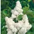 Fehér virágú orgona Syringa vulgaris 'Mme. Lemoine' 30-40 cm C2