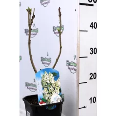   Fehér virágú orgona Syringa vulgaris 'Mme. Lemoine' 30-40 cm C2