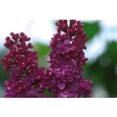   Bíborpiros orgona Syringa vulgaris 'Andenken an Ludwig Spath' 30-40 cm C2 