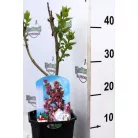Bíborpiros orgona Syringa vulgaris 'Andenken an Ludwig Spath' 30-40 cm C2 
