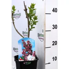   Bíborpiros orgona Syringa vulgaris 'Andenken an Ludwig Spath' 30-40 cm C2 