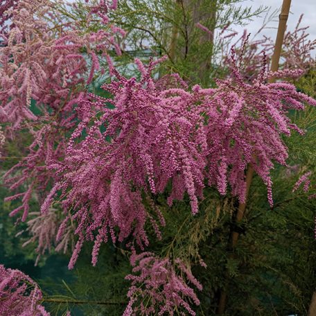 Rózsaszín virágú tamariska Tamarix ramosissima 'Pink Cascade' 40-50 C3
