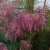 Rózsaszín virágú tamariska Tamarix ramosissima 'Pink Cascade' 40-50 C3