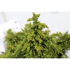 Japánciprus Cryptomeria japonica Yokohama 15-20 cm P18