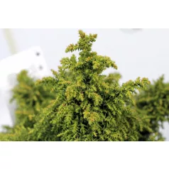 Japánciprus Cryptomeria japonica Yokohama 15-20 cm P18