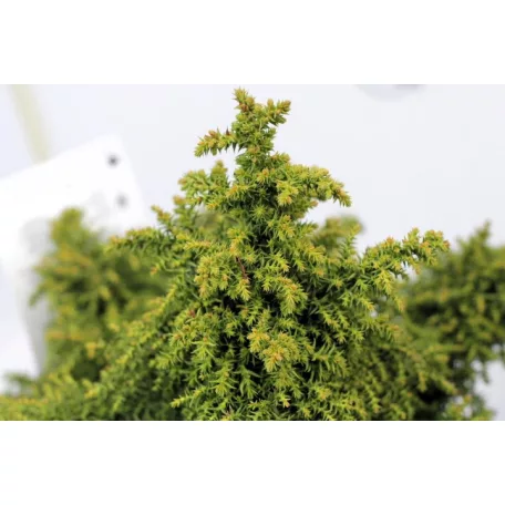 Japánciprus Cryptomeria japonica Yokohama 15-20 cm P18