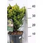 Japán ciprus, szugifenyő Cryptomeria jap. Vilmorin Gold15-20cm P18