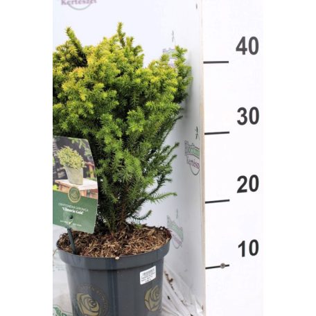 Japán ciprus, szugifenyő Cryptomeria jap.Vilmorin Gold15-20cm P18