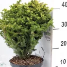 Japán ciprus, szugifenyő Cryptomeria jap. Vilmorin Gold15-20cm P18