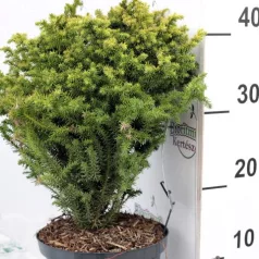   Japán ciprus, szugifenyő Cryptomeria jap. Vilmorin Gold15-20cm P18