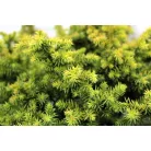 Japán ciprus, szugifenyő Cryptomeria jap. Vilmorin Gold15-20cm P18