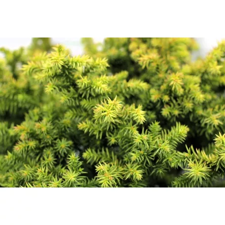 Japán ciprus, szugifenyő Cryptomeria jap. Vilmorin Gold15-20cm P18