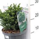 Japán ciprus -szugifenyő Cryptomeria japonica 'Vilmoriniana' 15-20cm P18