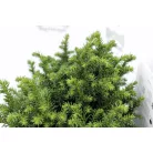 Japán ciprus -szugifenyő Cryptomeria japonica 'Vilmoriniana' 15-20cm P18