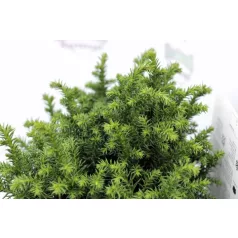   Japán ciprus -szugifenyő Cryptomeria japonica 'Vilmoriniana' 15-20cm P18