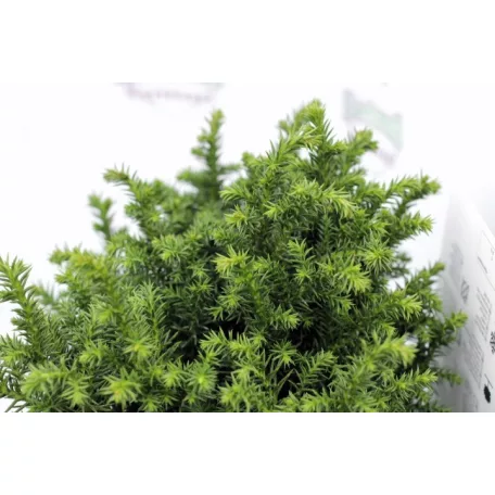 Japán ciprus -szugifenyő Cryptomeria japonica 'Vilmoriniana' 15-20cm P18