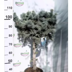   Törzses gömb ezüstfenyő Picea pungens Baby Blue stam 40 cm C10