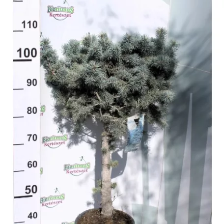 Törzses gömb ezüstfenyő Picea pungens Baby Blue stam 40 cm C10