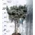 Törzses gömb ezüstfenyő Picea pungens Baby Blue stam 40 cm C10