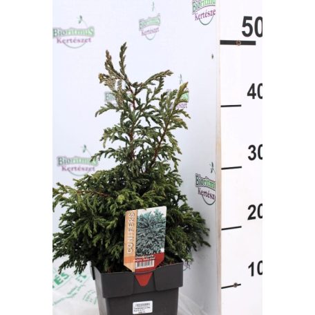 Szavára hamisciprus Chamaecyparis pisifera 'Baby Blue' 30 cm P17