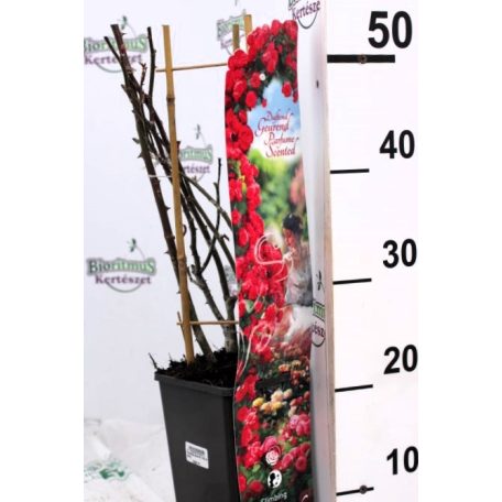 Futórózsa piros 45-50 cm C2 lit
