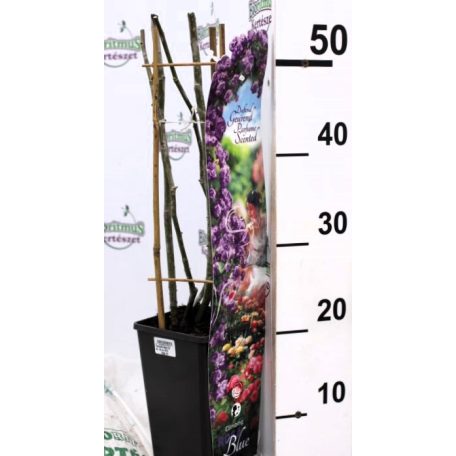 Futórózsa kékes lila 45-50 cm C2 lit