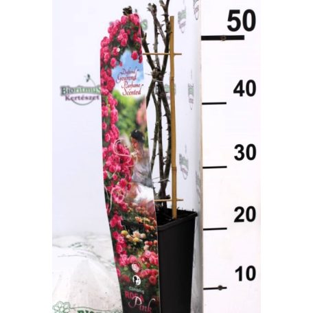 Futórózsa pink 45-50 cm C2 lit