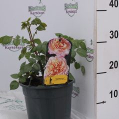   Rózsa Barackos-sárga teahibrid rózsa Rosa Augusta Louise 30 cm P19