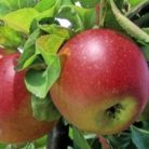 Mini almafa Malus Galina 80-85cm V5