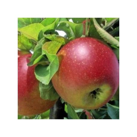 Mini almafa Malus Galina 80-85cm V5