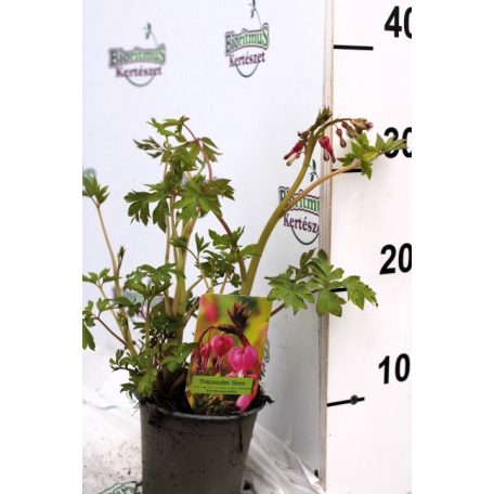 Szívvirág Dicentra spectab. Rózsaszín 25-30cm P13