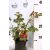 Szívvirág Dicentra spectab. Rózsaszín 25-30cm P13