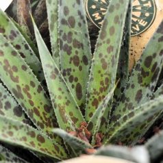 Mangave mix 25 cm P13