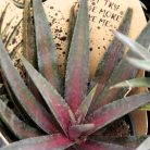 Mangave mix 25 cm P13