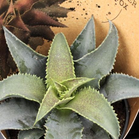 Mangave mix 25 cm P13