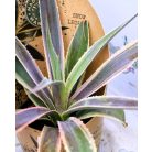 Mangave mix 25 cm P13