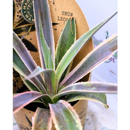 Mangave mix 25 cm P13