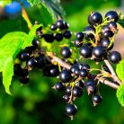Feketeribizli Ribes nigrum Titania V2