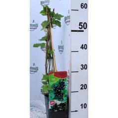 Feketeribizli Ribes nigrum Titania V2