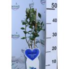 Kék fürtös áfonya Vaccinium corymbosum 'Bluegold' V2