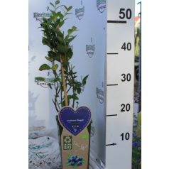   Kék fürtös áfonya Vaccinium corymbosum 'Bluegold' V2