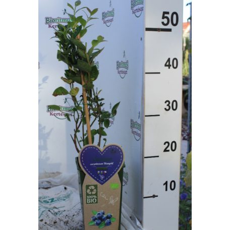 Kék fürtös áfonya Vaccinium corymbosum 'Bluegold' V2
