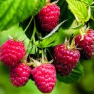 Óriás, bőtermő málna Rubus idaeus 'Malling Promise' V2
