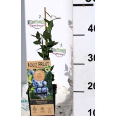 Áfonya Vaccinium Goldtraube V2