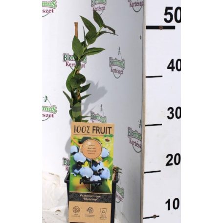 Magasbokrú kék áfonya Vaccinium corymbosum 'Bluecrop' V2