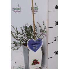 Áfonya Vaccinium Pilgrim Cranberry V2