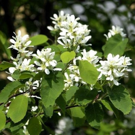 Szirti fanyarka (mézalmácska) Amelanchier Rotundifolia  K3 30/40