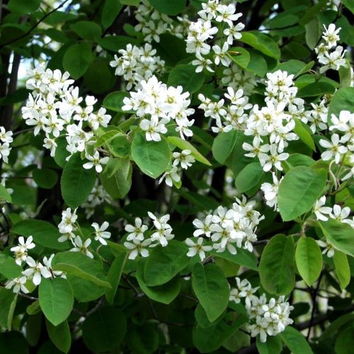 Fürtös fanyarka mézalmácska Amelanchier spicata K3 40/40 | b