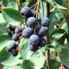 Fürtös fanyarka (mézalmácska) Amelanchier spicata K3 40/40